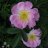 Kerisalo Tarhapimpinellaruusu FinE (Rosa Pimpinellifolia-ryhmä 'Kerisalo') 3 L-thumbnail