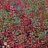 Kiiltotuhkapensas (Cotoneaster lucidus) Aitataimi 10/pkt-thumbnail