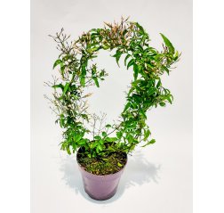 Kiinanjasmiini 'Jasminum polyanthum' p 12-thumbnail