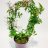 Kiinanjasmiini 'Jasminum polyanthum' p 12-thumbnail