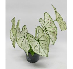 Kirjolehti 'Caladium Bicolor'  White leaf p.12-thumbnail