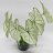 Kirjolehti 'Caladium Bicolor'  White leaf p.12-thumbnail
