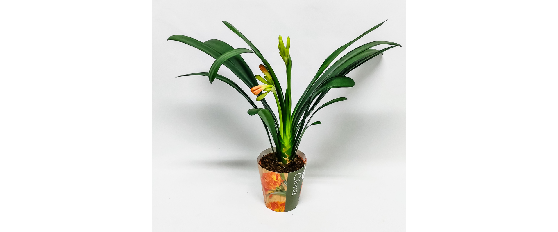 T_PRODUCT_IMAGE