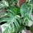 Monstera variegata-thumbnail