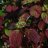 Cornus alba 'Sibirica' 3 L-thumbnail