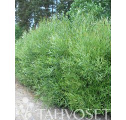 Salix viminalis 3 L-thumbnail