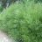 Koripaju (Salix viminalis) 3 L-thumbnail
