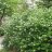 Koristearonia (Aronia x prunifolia) 3 L-thumbnail