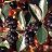 Aronia prunifolia-thumbnail