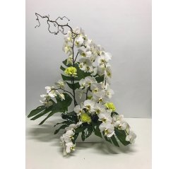 Elegantti orkidea-istutus-thumbnail
