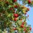 Kotipihlaja (Sorbus aucuparia)-thumbnail