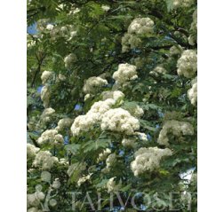 Kotipihlaja (Sorbus aucuparia)-thumbnail