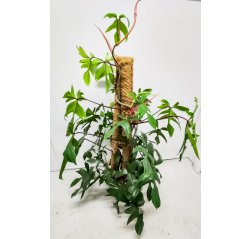 Philodendron pedatum p 44-thumbnail