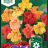Garden nasturtium 'Glorius Gleam'-thumbnail