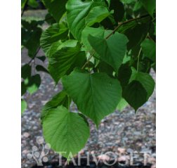 Kriminlehmus (Tilia x euchlora)-thumbnail