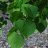 Kriminlehmus (Tilia x euchlora)-thumbnail