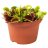 The Venus Flytrap, about 10 cm-thumbnail