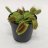 Kärpäsloukku 'Dionaea muscipula' p.6-thumbnail