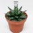 Agave victoria-reginae p 14-thumbnail