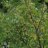 Kultaherukka (Ribes aureum) 3 L-thumbnail