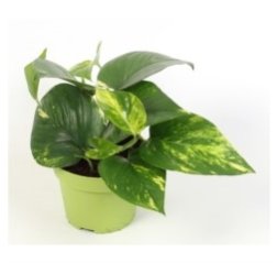 Dragon tail plant (Epipremnum aureum)-thumbnail