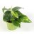 Kultaköynnös (Epipremnum aureum) ruukussa -thumbnail