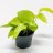 Kultaköynnös Epipremium Lime p 12 cm-thumbnail