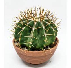 Echinocactus grusonii p 15-thumbnail