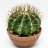 Kultasiilikaktus 'Anopinjakkara' (Echinocactus grusonii) p 15-thumbnail