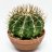 Echinocactus grusonii p 15-thumbnail