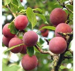 Luumu Prunus domestica 