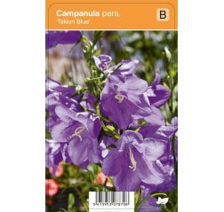 Kurjenkello - Campanula persicifolia 'Takion Blue'-thumbnail