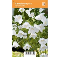 Kurjenkello - Campanula persicifolia 'Takion White'-thumbnail