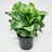 Laikkuvehka (aglaonema) p 19-thumbnail