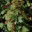 Lamoherukka (Ribes glandulosum) 2 L-thumbnail