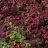 Lamoherukka (Ribes glandulosum) 2 L-thumbnail