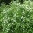 Lännenheisiangervo (Physocarpus opulifolius) Aitataimi 10/pkt-thumbnail