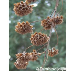Lännenheisiangervo (Physocarpus opulifolius) Aitataimi 10/pkt-thumbnail
