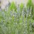 Tähkälaventeli - Lavandula angustifolia ‘Edelweiss’-thumbnail