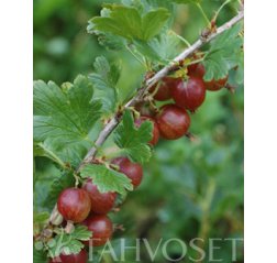 Ribes uva crispa Lepaan punainen karviainen AT-thumbnail