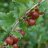 Ribes uva crispa Lepaan punainen karviainen AT-thumbnail
