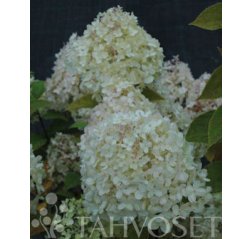 Limelight syyshortensia (Hydrangea paniculata 'Limelight') 3 L-thumbnail