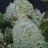 Hydrangea paniculata 'Limelight' 3 L-thumbnail