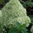 Limelight syyshortensia (Hydrangea paniculata 'Limelight') 3 L-thumbnail