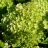 Little Lime Syyshortensia (Hydrangea paniculata 'Jane' Little Lime®) 3 L-thumbnail