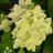 Magical candle syyshortensia (Hydrangea paniculata 'Magical Candle') 3 L-thumbnail