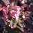 Magical Fire Syyshortensia (Hydrangea paniculata 'Magical Fire') 3 L-thumbnail