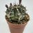 Mansikkapallerokaktus 'Gymnocalycium mihanovichii' p.5.5-thumbnail