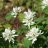 Marjatuomipihlaja (Amelanchier ainifolia) -thumbnail