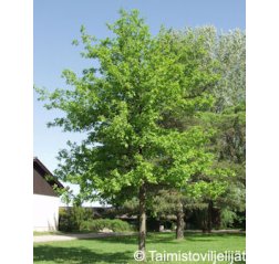 Metsätammi (Quercus robur)-thumbnail